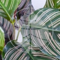 Calath�e, Plante paon