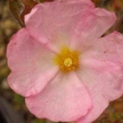 Cistus x skanbergii