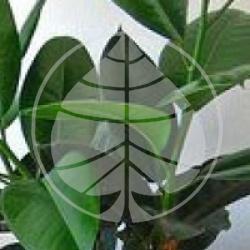 Ficus Elastica 'Robusta' - Arbre � caoutchouc