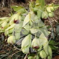 Helleborus foetidus  - Hell�bore f�tide