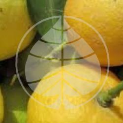 Citrus limon '4 saisons'