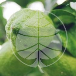 Citrus latifolia 'Tahiti'