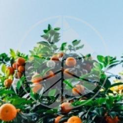 Citrus reticulata - Mandarinier deliciosa