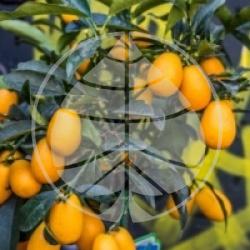 Kumquat Marumi