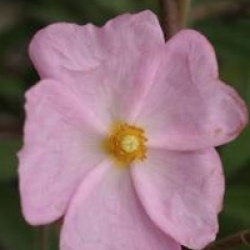 Cistus x skanbergii