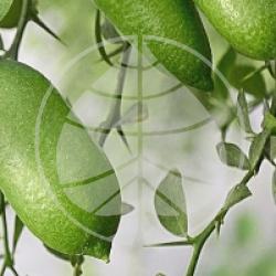 Microcitrus australasica