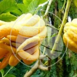 Citrus medica 'Sarcodactylis'