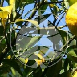 Citrus x junos - Yuzu, Citron japonais