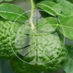 Citrus hystrix 'Combawa'