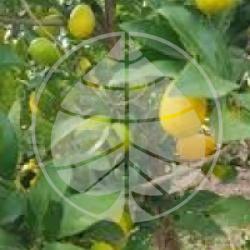 Citrus aurantifolia x Fortunella margarita