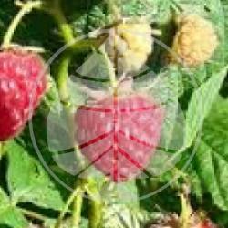 Rubus idaeus 'Heritage'