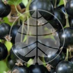 Cassissier Andega, Groseiller noir bio