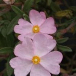 Cistus x skanbergii - Ciste skanbergii