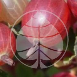 Ribes grossularia var.uva-crispa' Captivator'