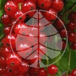 Ribes rubrum 'Junifer' - Groseillier � grappes Junifer bio