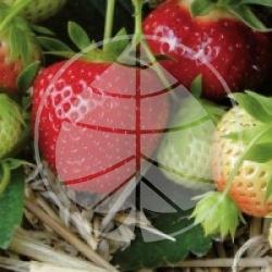 Fragaria vesca 'Mara des Bois' - Fraisier des bois Mara des Bois  bio