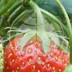Fragaria vesca 'Gariguette' - Fraisier Gariguette  bio