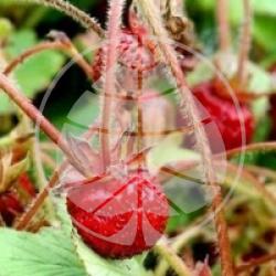 Fragaria 'Reine des Vallees'