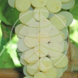 Vitis x 'Muscat blanc' 