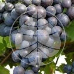Vitis vinifera 'Muscat de Hambourg'  - Muscat Noir de Hambourg bio
