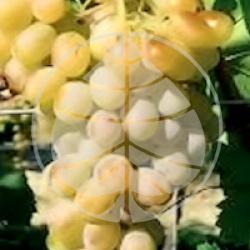 Vitis 'Italia' - Gros Raisin italien bio