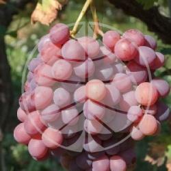 Vitis vinifera 'Italia Rubi' - Raisin de table rose bio