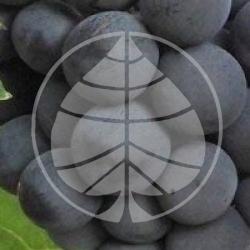 Raisin Alphonse Lavall�e bio