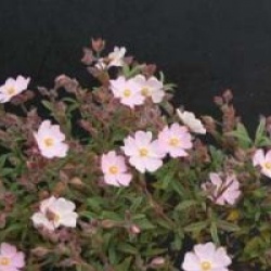 Cistus x skanbergii