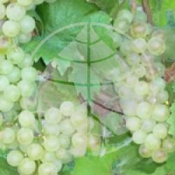 Vitis vinifera 'Chasselas Dor�' - Raisin Chasselas Dor� bio