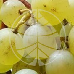 Vitis vinifera 'Danlas' - Raisin Danlas bio