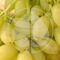 Vitis vinifera 'Centennial Seedless' 