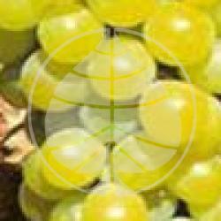 Vitis vinifera 'Danuta' - Raisin Danuta bio