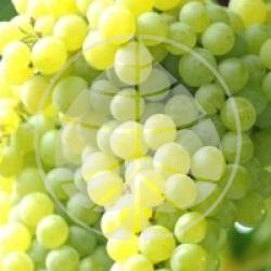  Vitis vinifera 'Ora'