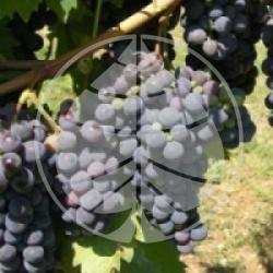 Vitis vinifera 'Cardinal'