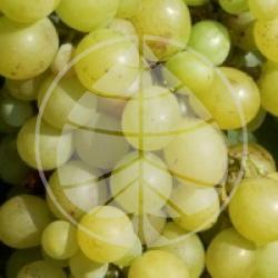 Raisin Dattier de Beyrouth bio