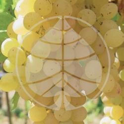 Vitis vinifera 'Sultanine'