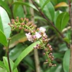 Citharexylum spicatum