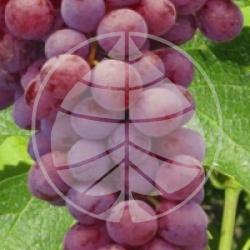 Vitis 'Red Globe' - Raisin Red Globe bio