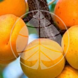 Prunus armeniaca 'Bergeron' - Abricotier Bergeron bio