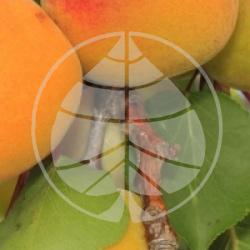 Prunus armeniaca 'Rouge du Roussillon'