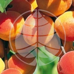 Prunus armeniaca 'Polonais' - Abricotier Polonais bio