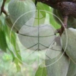 Prunus dulcis 'Ferragnes'