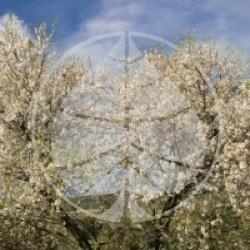 Prunus dulcis 'Ferragnes'