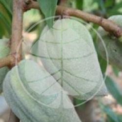 Prunus dulcis 'Ferraduel'