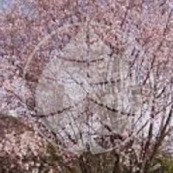 Prunus dulcis 'Princesse'