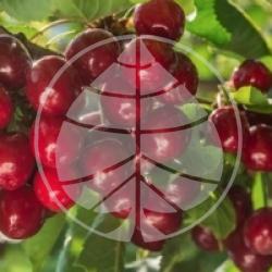 Cerisier Bigarreau Burlat bio