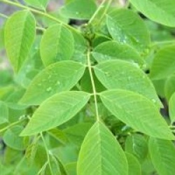 Cladrastis kentukea - Virgilier � bois jaune