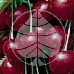 Prunus cerasus 'G�ant d'Hedelfingen' - Cerisier Bigarreau G�ant d'Hedelfingen bio