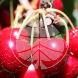 Prunus avium 'Bigarreau Summit' - Cerisier Bigarreau Summit bio