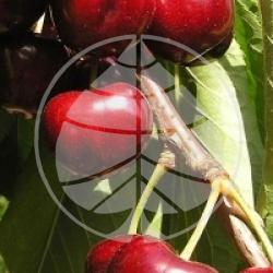 Prunus cerasus 'Bigarreau Van' - Cerisier Bigarreau Van bio